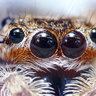 Hentaispider