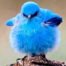BluBird