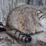 Rare_Cats