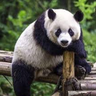 SexualPandas