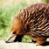 echidna