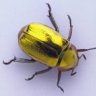 GoldBeetle